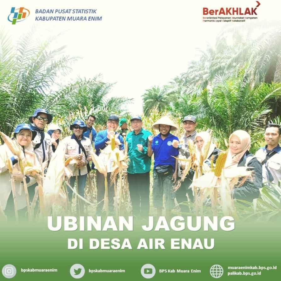 Ubinan Jagung Di Desa Air Enau